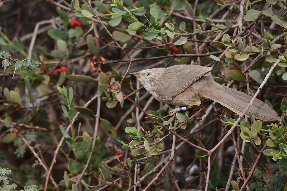 Arabian Babbler - ML601792251