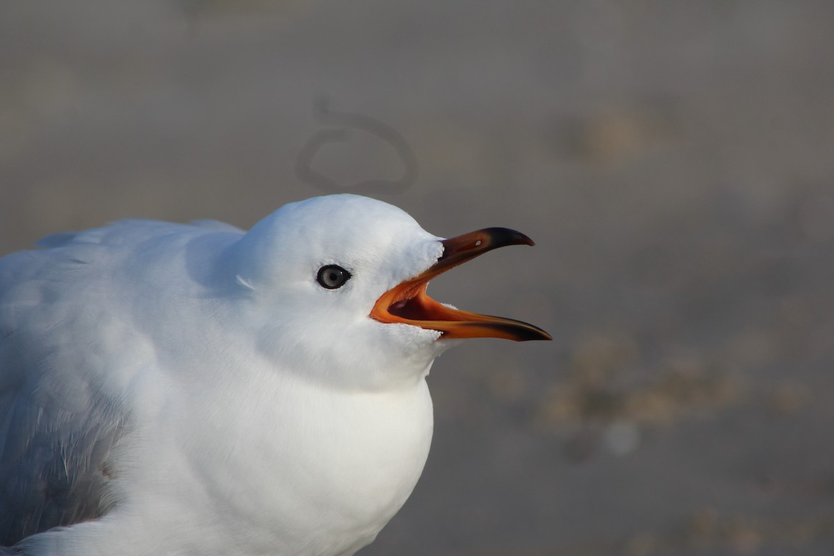 ギンカモメ（novaehollandiae／forsteri） - ML60179241