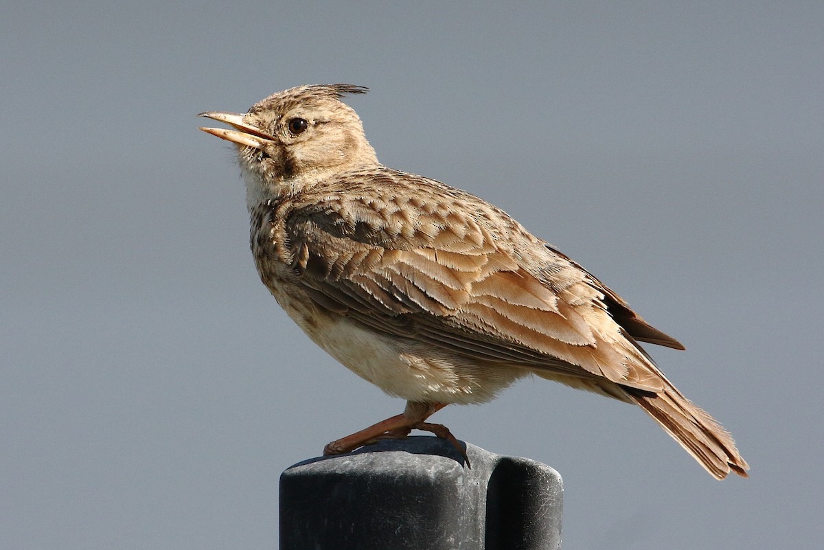 Crested Lark (Crested) - ML601795241