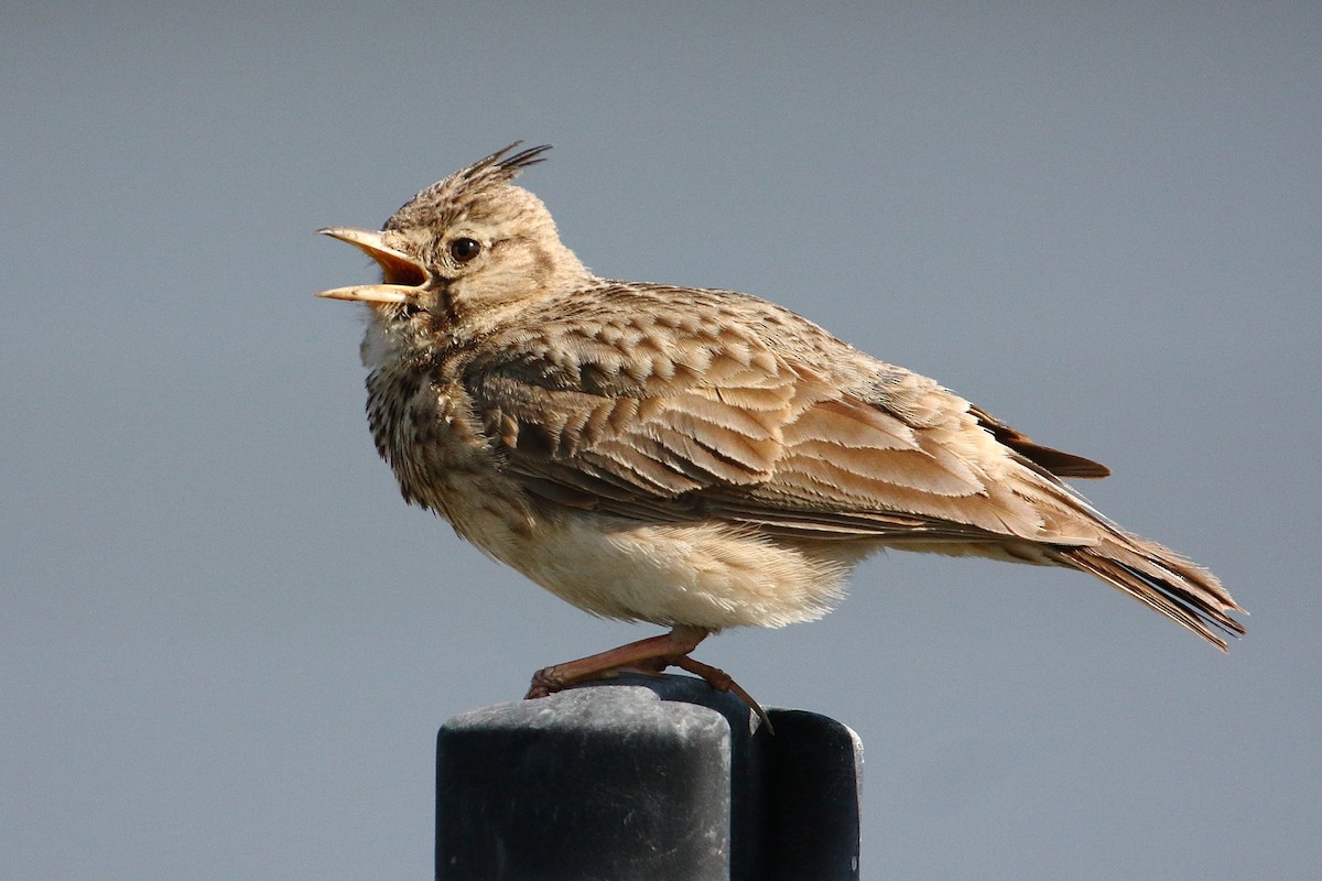 Crested Lark (Crested) - ML601795251