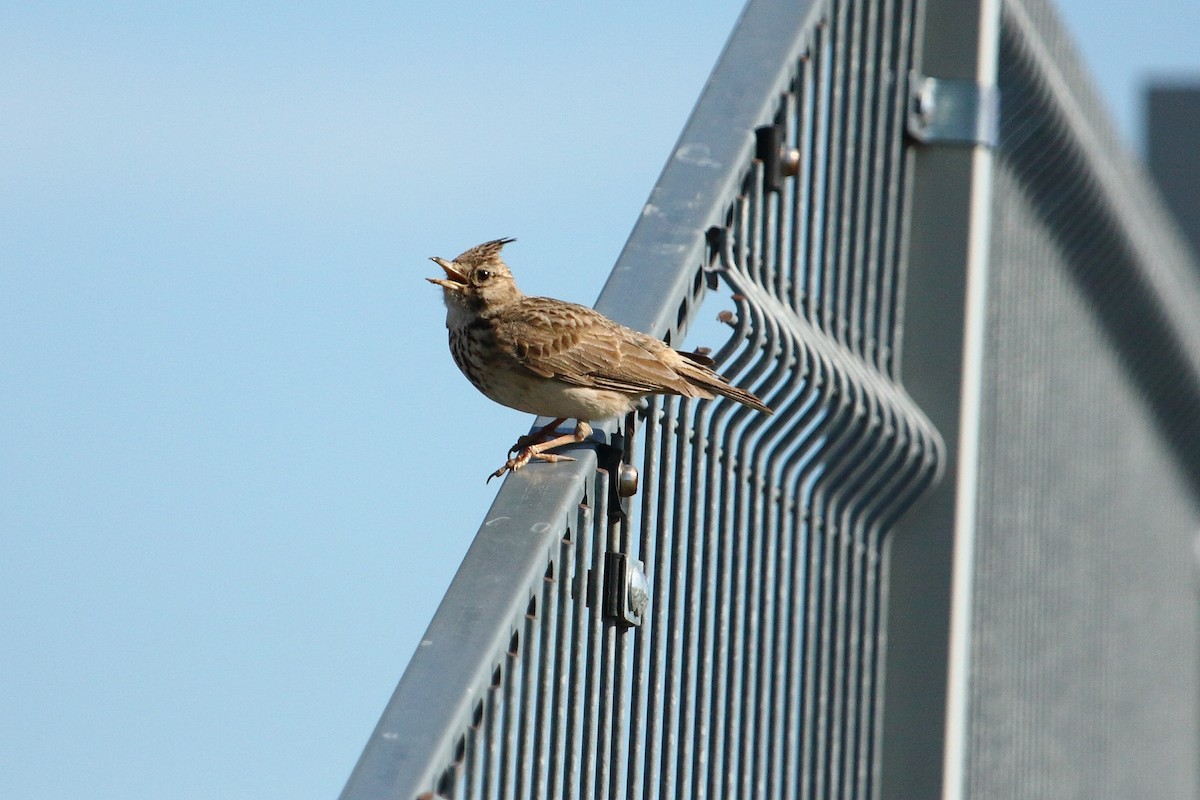 Crested Lark (Crested) - ML601795261