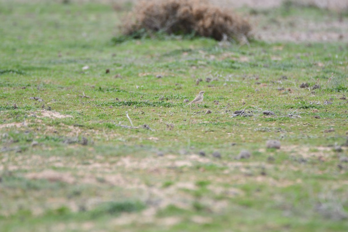 Tawny Pipit - ML601795411