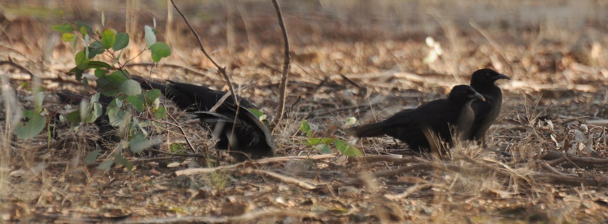 White-winged Chough - ML60179561