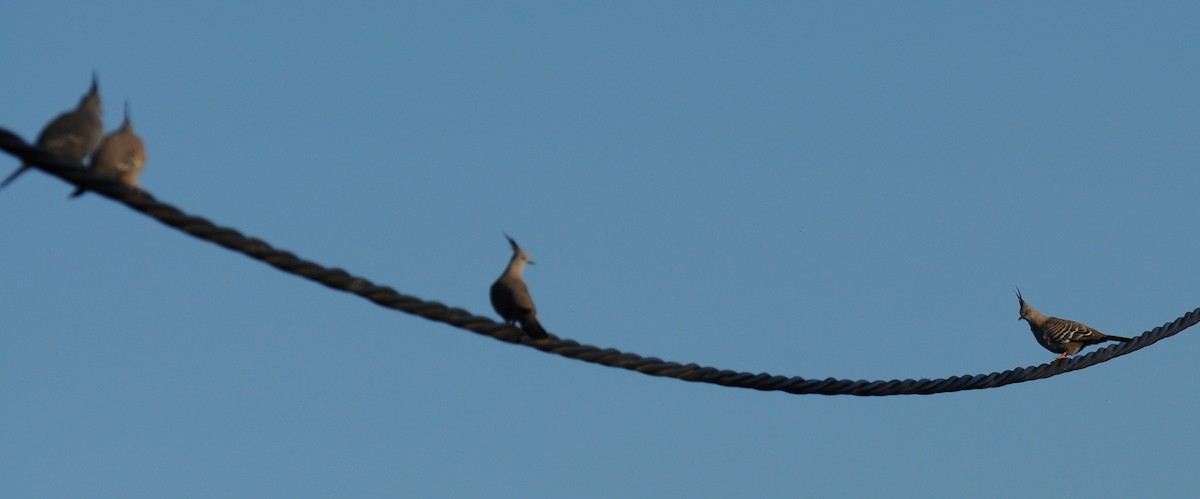 Crested Pigeon - ML60179591