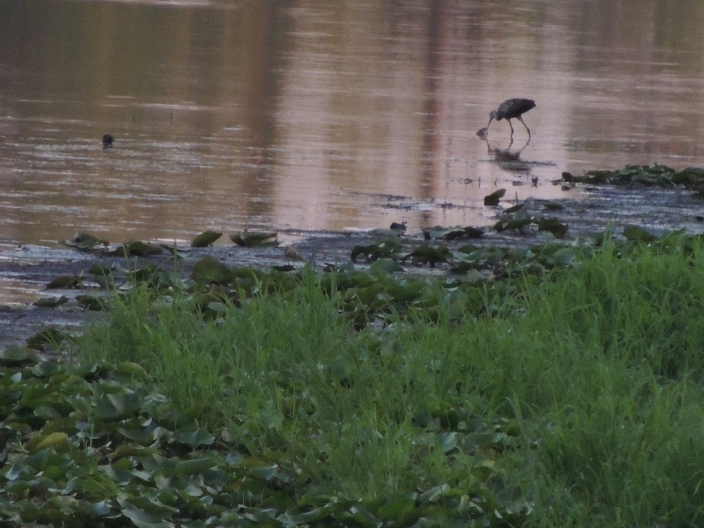 Limpkin - ML601796241