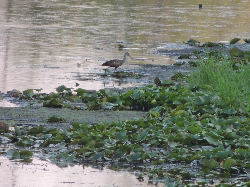 Limpkin - ML601796251