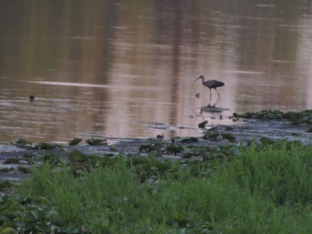 Limpkin - ML601796261