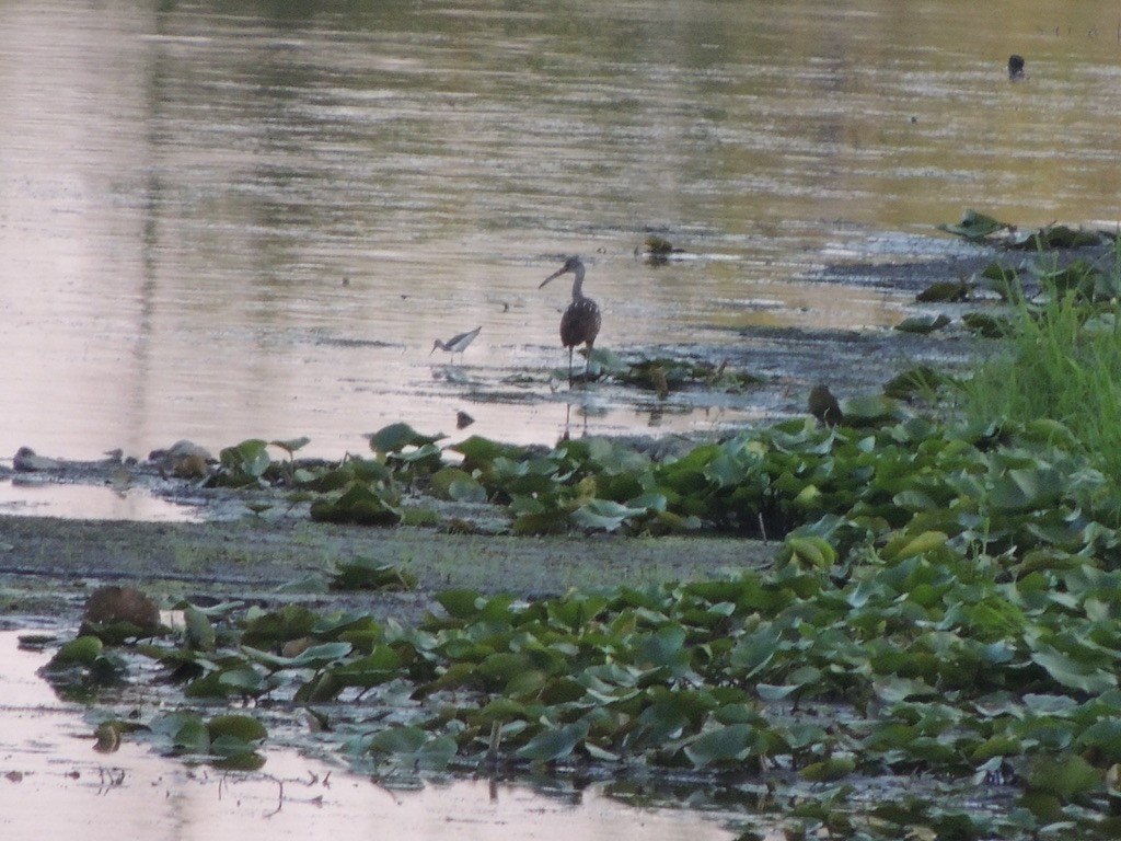 Limpkin - ML601796271