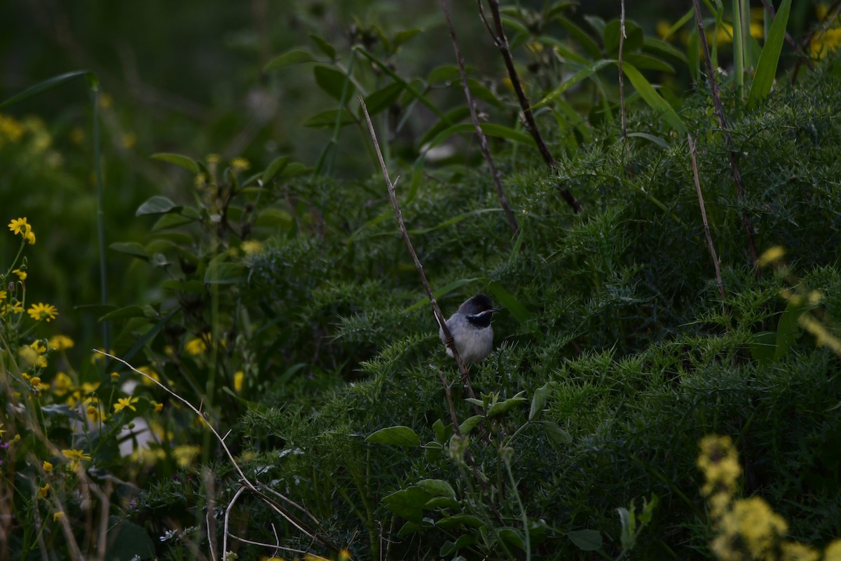 Rüppell's Warbler - ML601796451