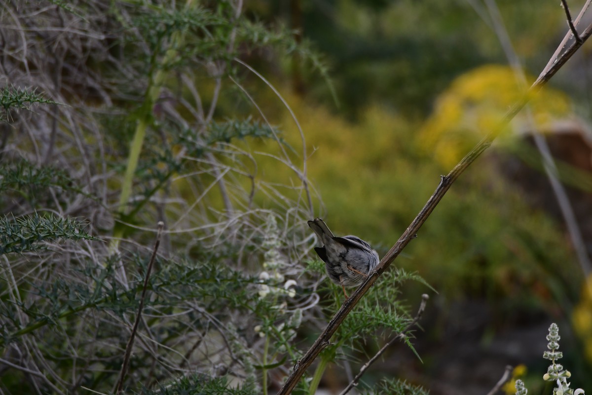 Rüppell's Warbler - ML601796481