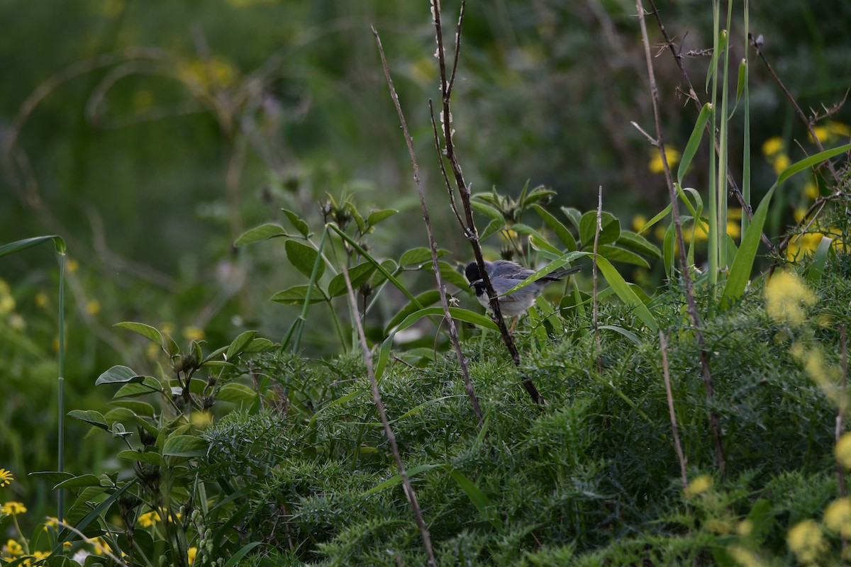 Rüppell's Warbler - ML601796491