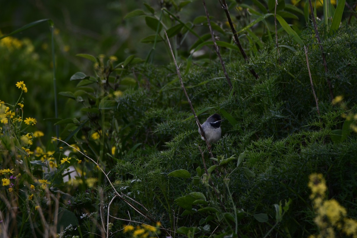 Rüppell's Warbler - uri laor