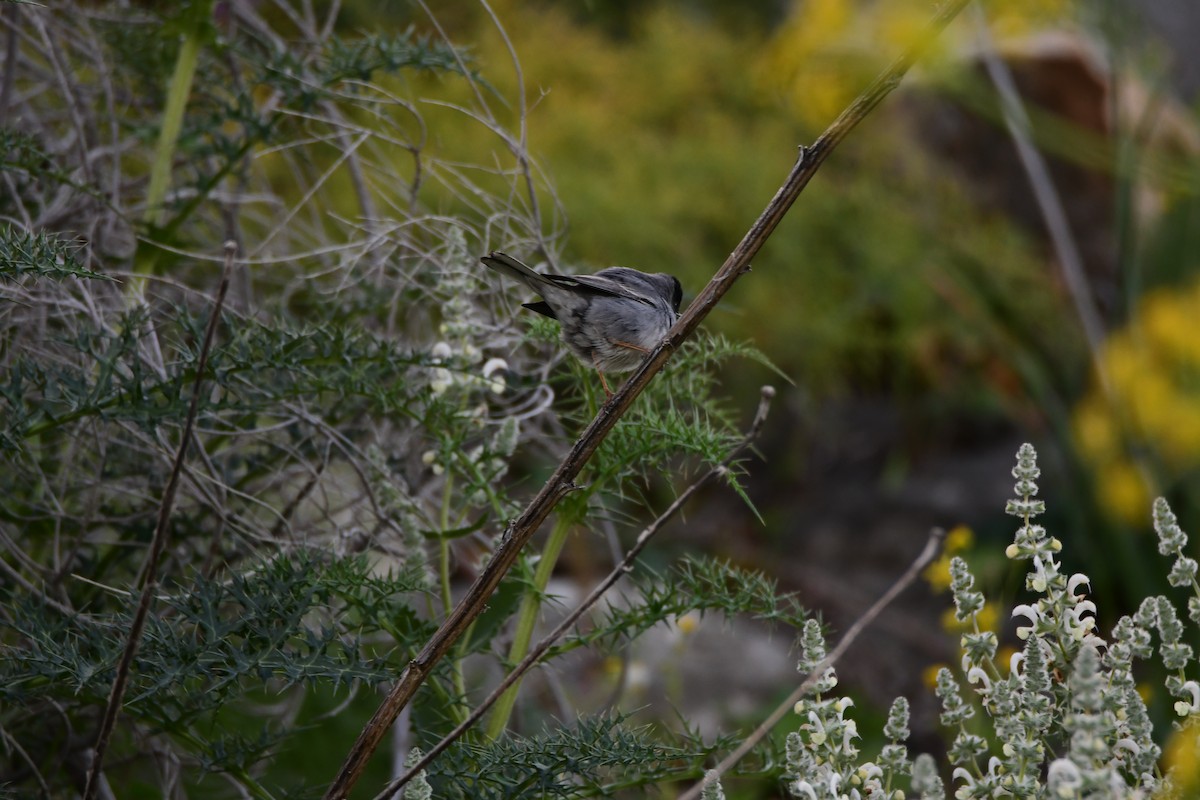 Rüppell's Warbler - uri laor