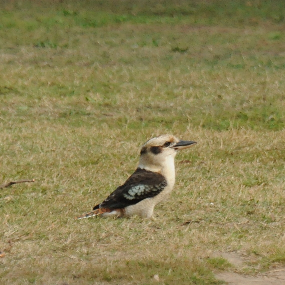 Laughing Kookaburra - ML60179661