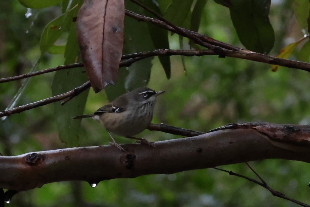 Spotted Scrubwren - ML601796611