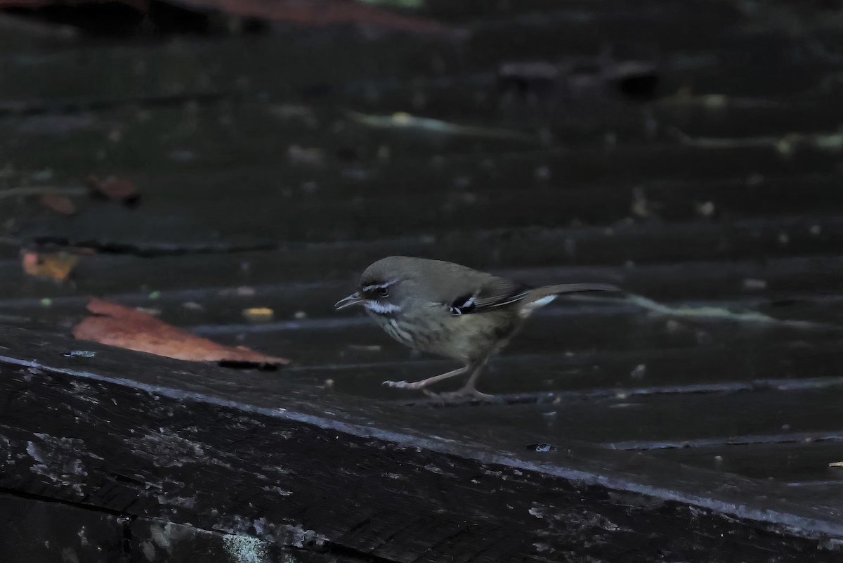 Spotted Scrubwren - ML601796621