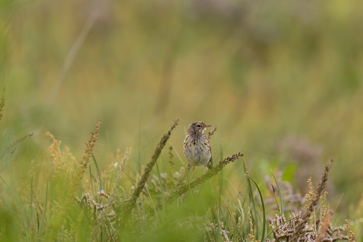 Meadow Pipit - ML601797051