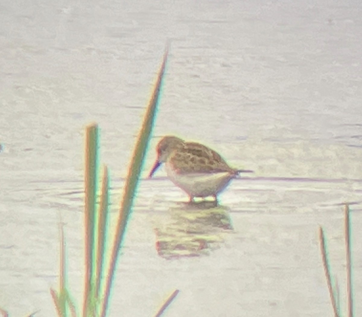 Western/Semipalmated Sandpiper - Victor Chen