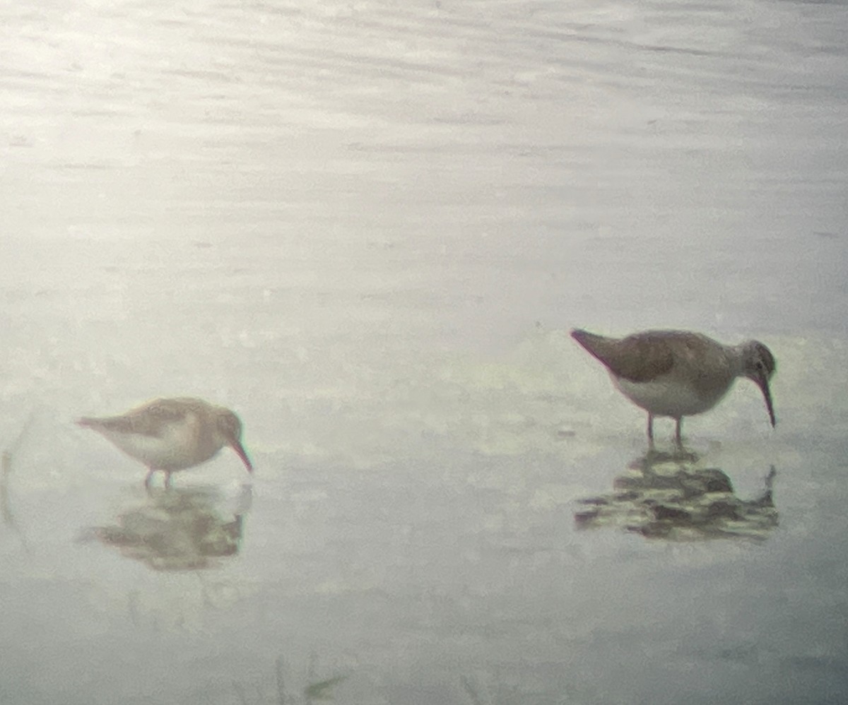 Western/Semipalmated Sandpiper - ML601797241