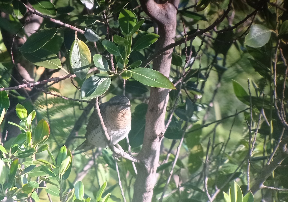 Eurasian Wryneck - Christophe Pontegnie