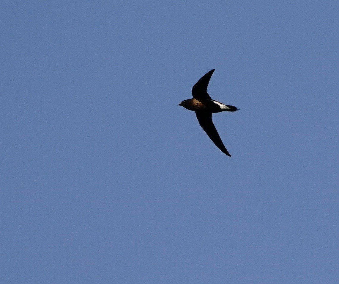 Brown-backed Needletail - paul griffin