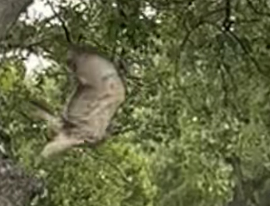 Red-shouldered Hawk - Paul Dunbar