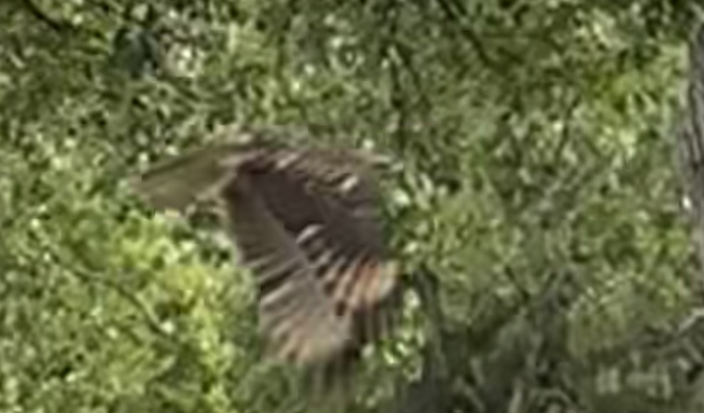 Red-shouldered Hawk - ML601800101