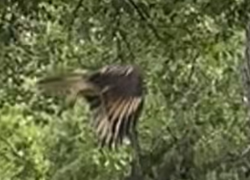 Red-shouldered Hawk - ML601800121