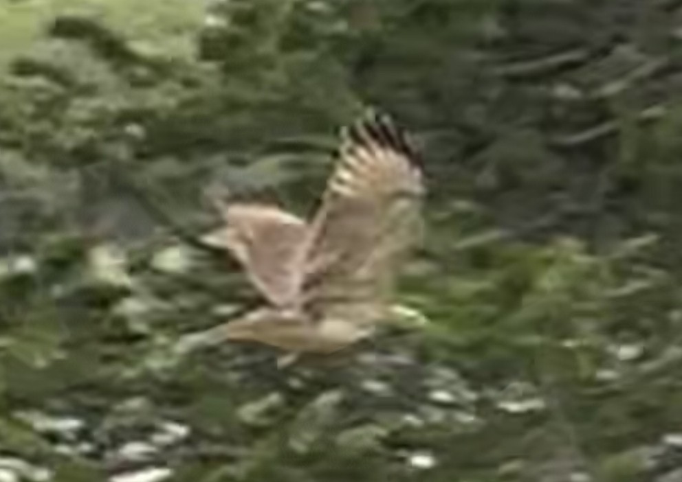 Red-shouldered Hawk - ML601800131