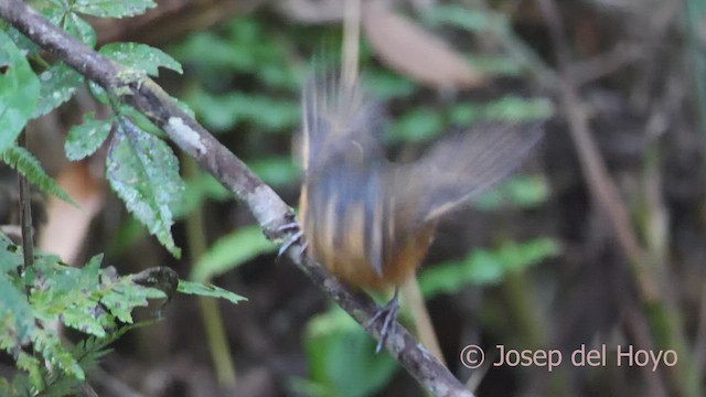 Slate-crowned Antpitta - ML601801211