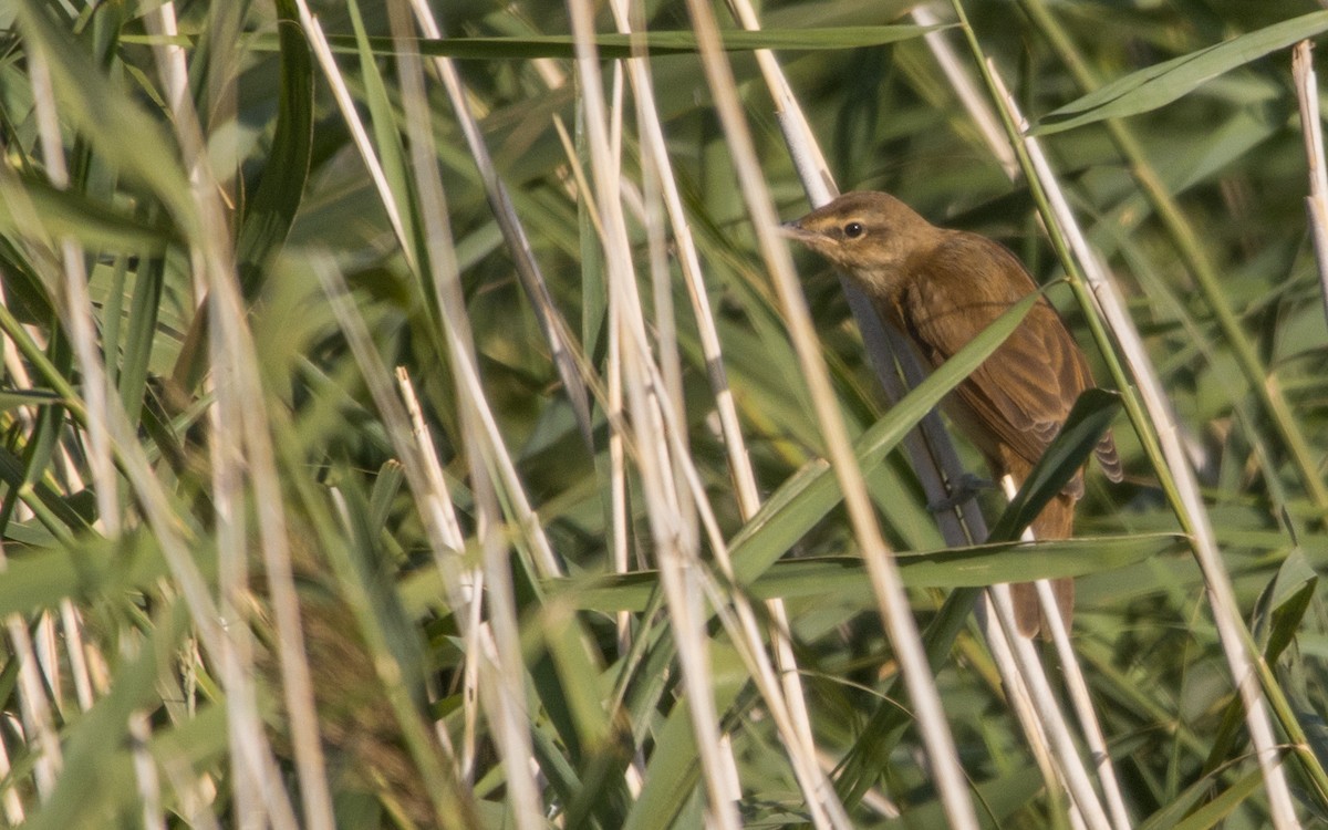 Great Reed Warbler - ML601801801