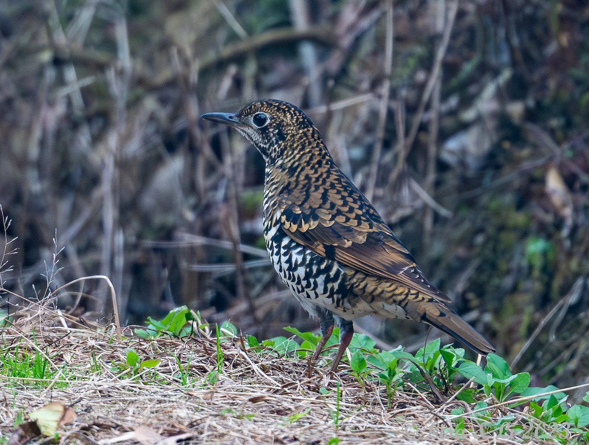 Scaly Thrush (Horsfield's) - ML601801891