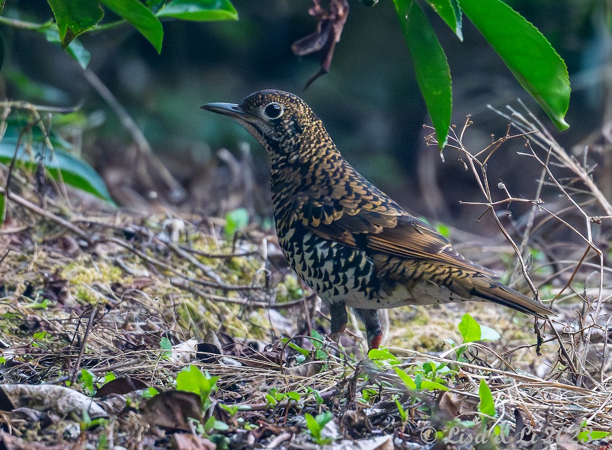 Scaly Thrush (Horsfield's) - ML601801901