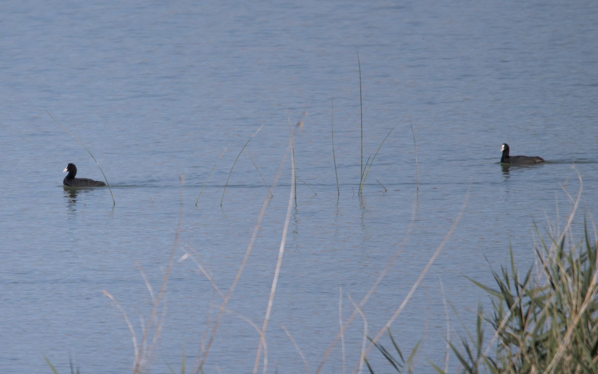 Eurasian Coot - ML601801911