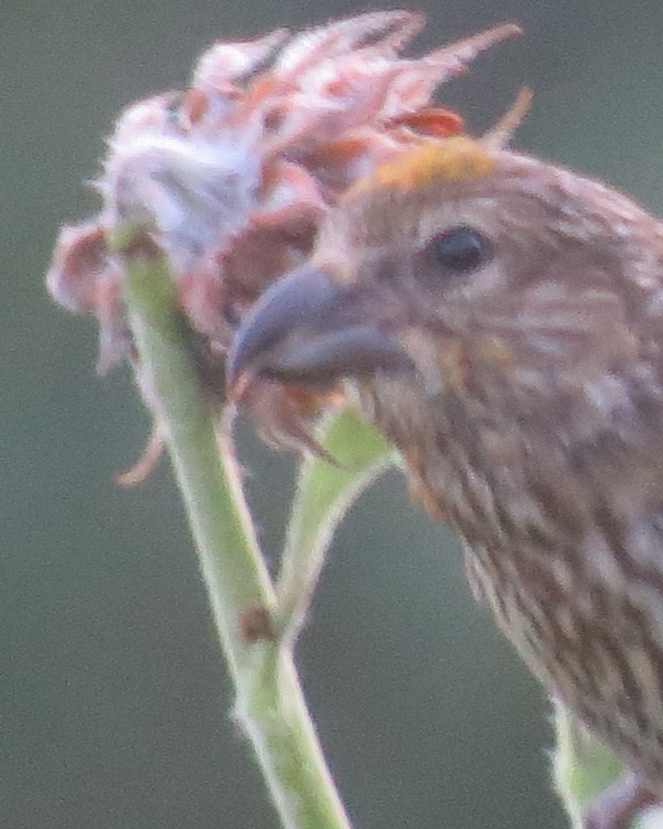 Red Crossbill - ML601802431