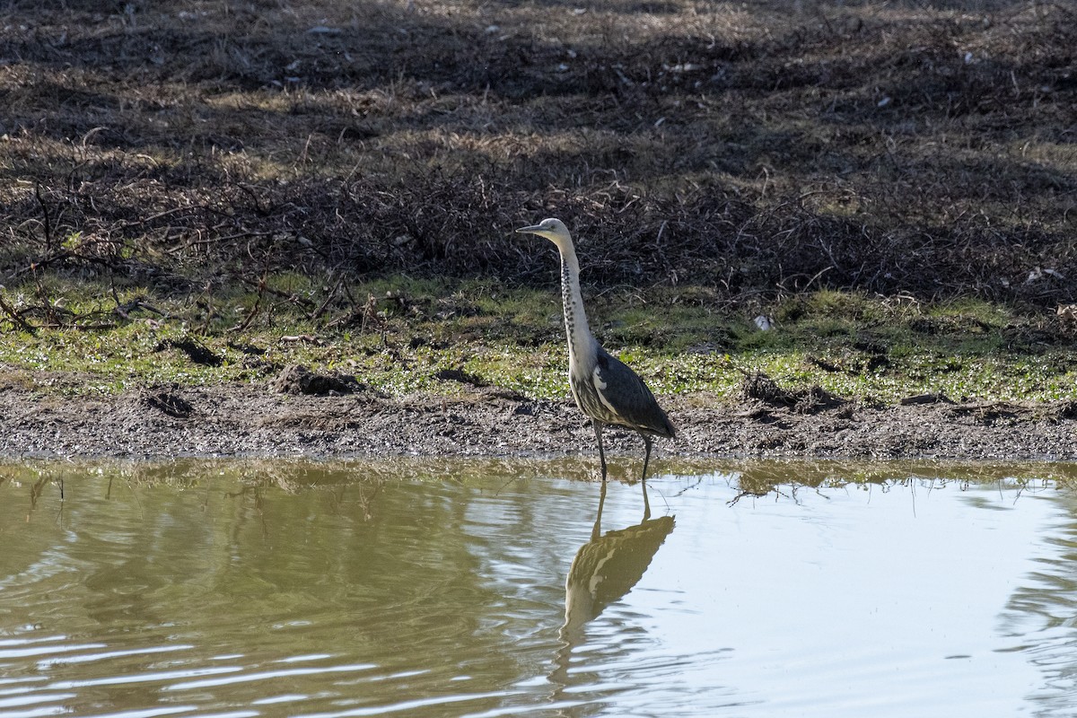 Pacific Heron - David King