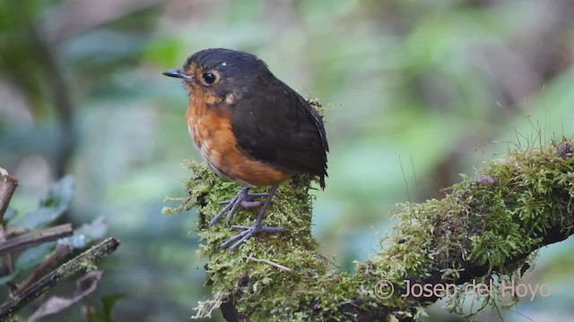 Slate-crowned Antpitta - ML601803341