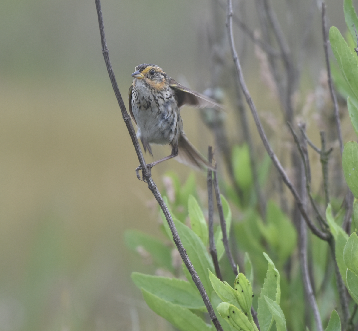 Saltmarsh Sparrow - ML601804451