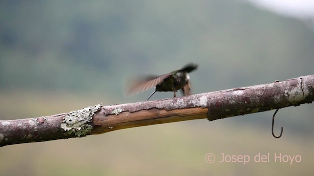 kolibřík turmalinový - ML601805061