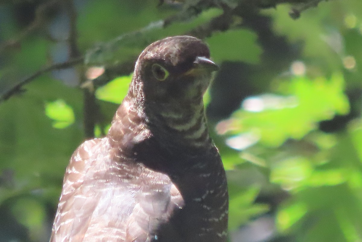 Common Cuckoo - ML601805241