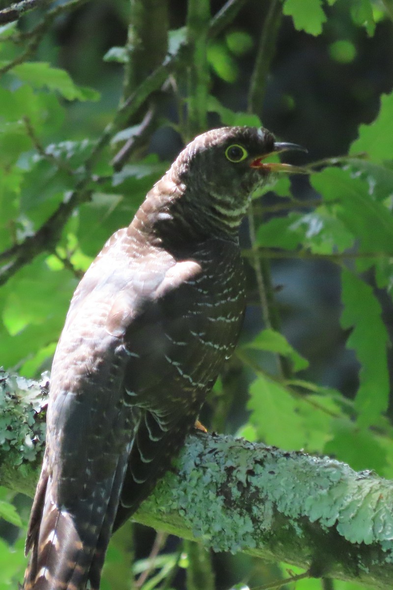 Common Cuckoo - ML601805251