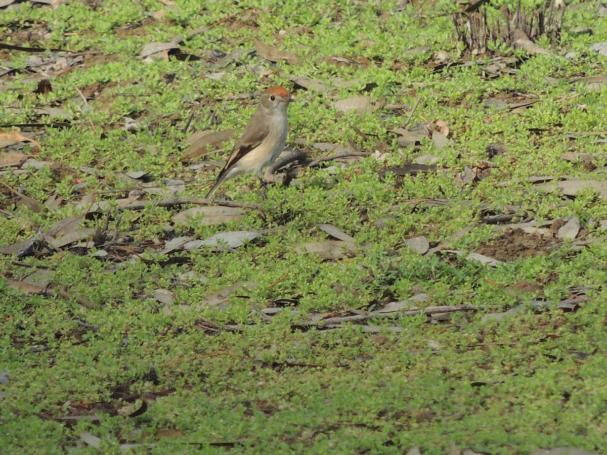 Red-capped Robin - ML601805751