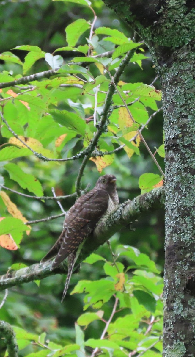 Common Cuckoo - ML601805851