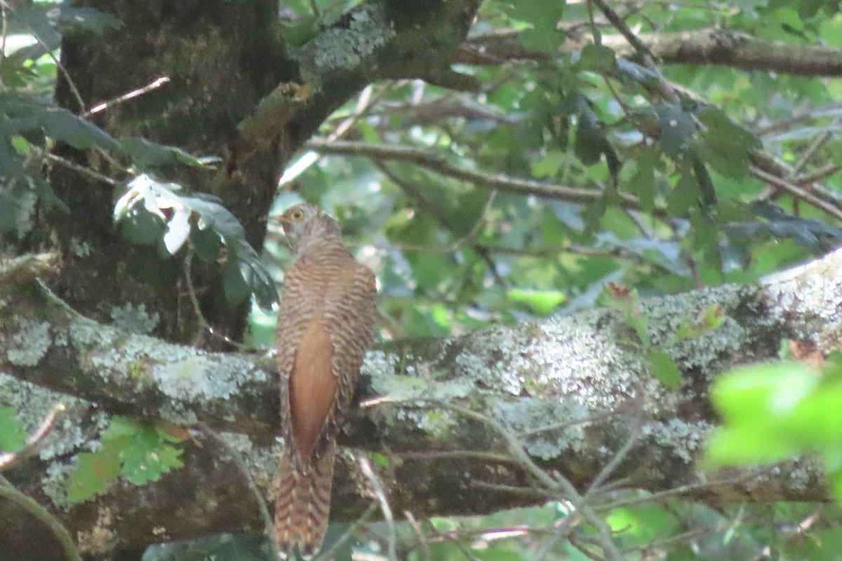 Common Cuckoo - ML601805861