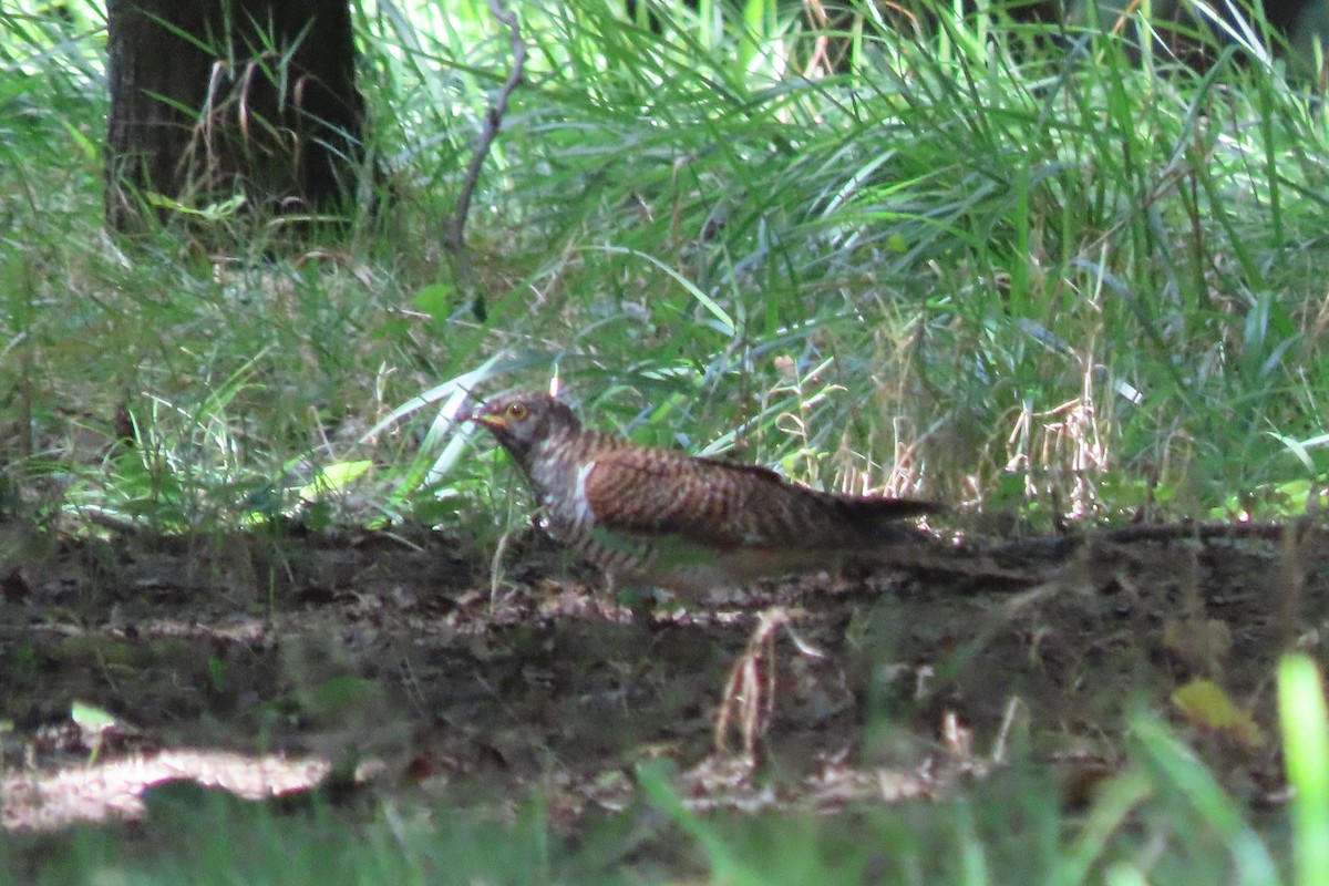 Common Cuckoo - Carlos Monzon