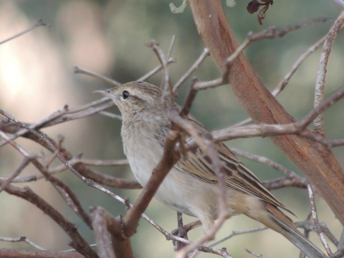 Rufous Songlark - George Vaughan