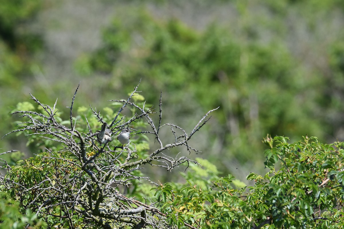 Bigiarella - ML601806151