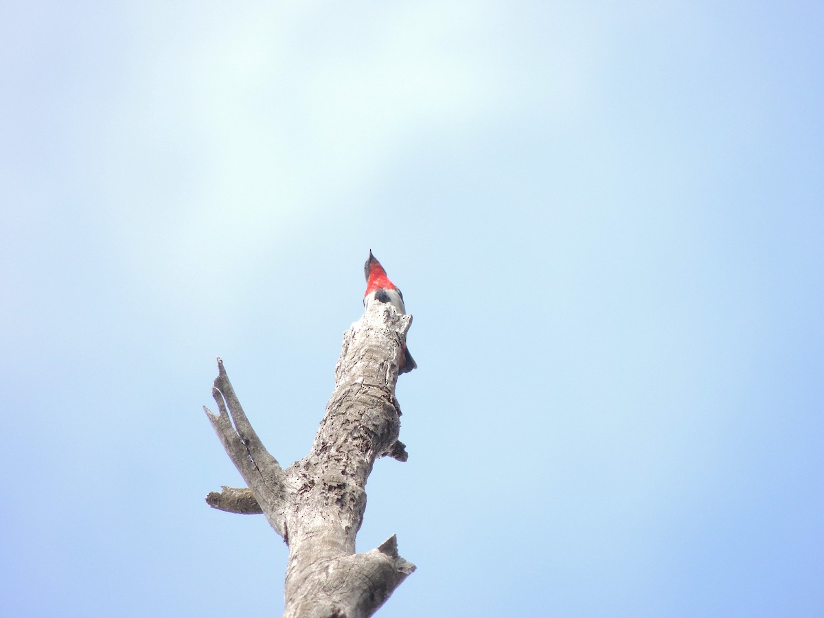 Mistletoebird - ML601806251