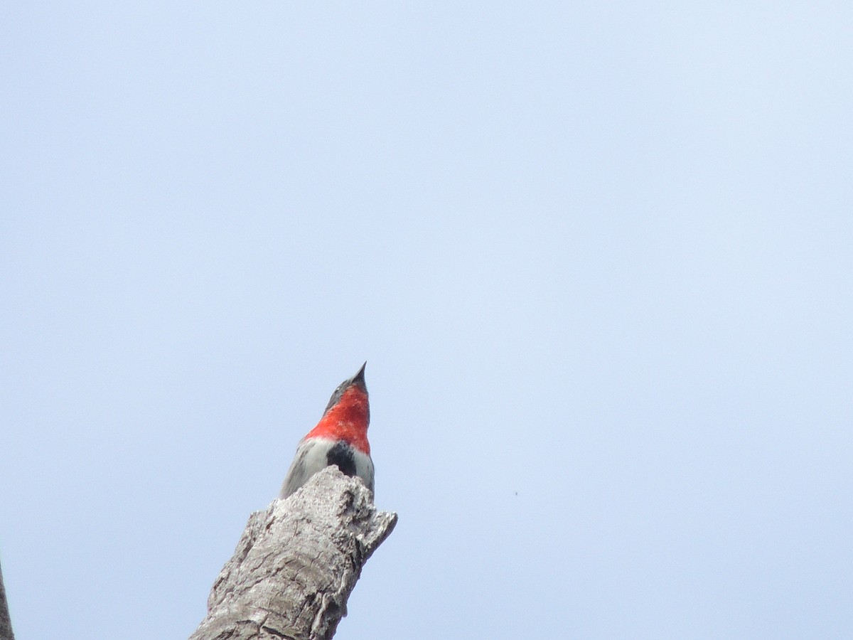 Mistletoebird - ML601806551