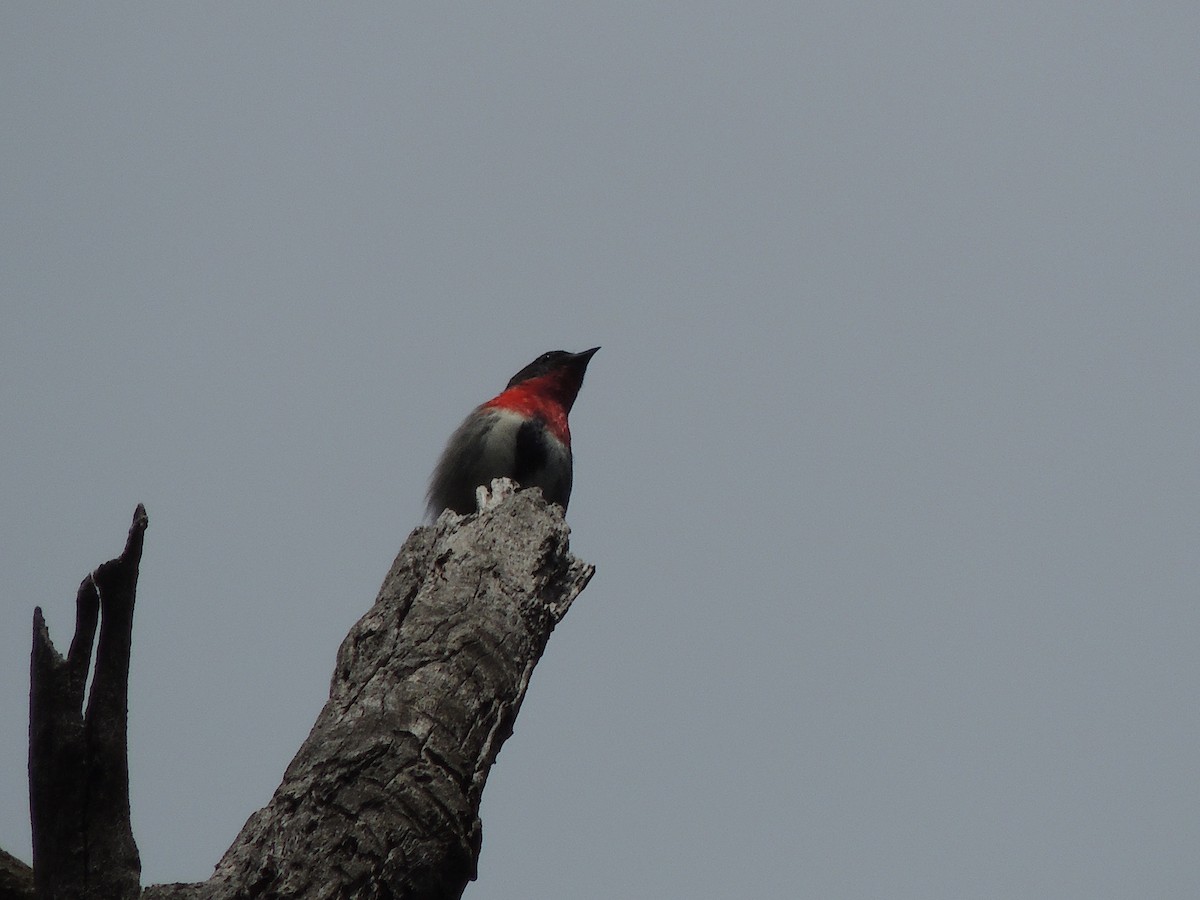 Mistletoebird - George Vaughan